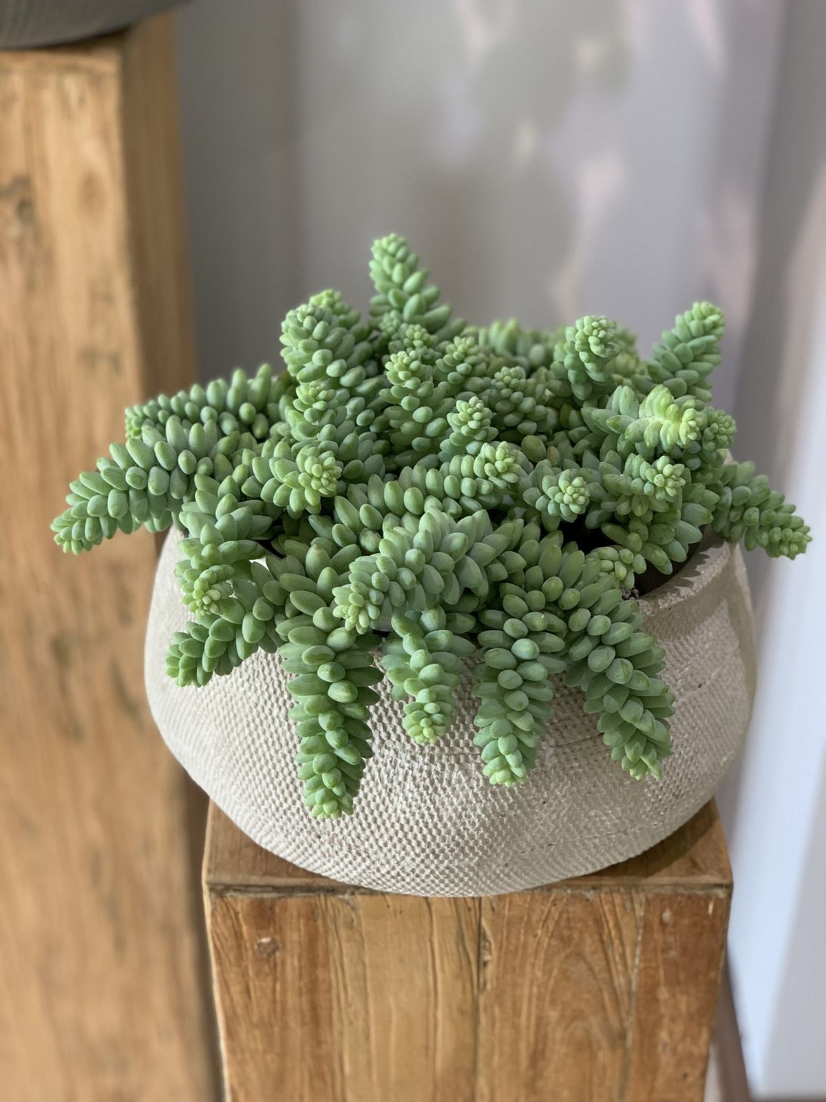 Burro's Tail