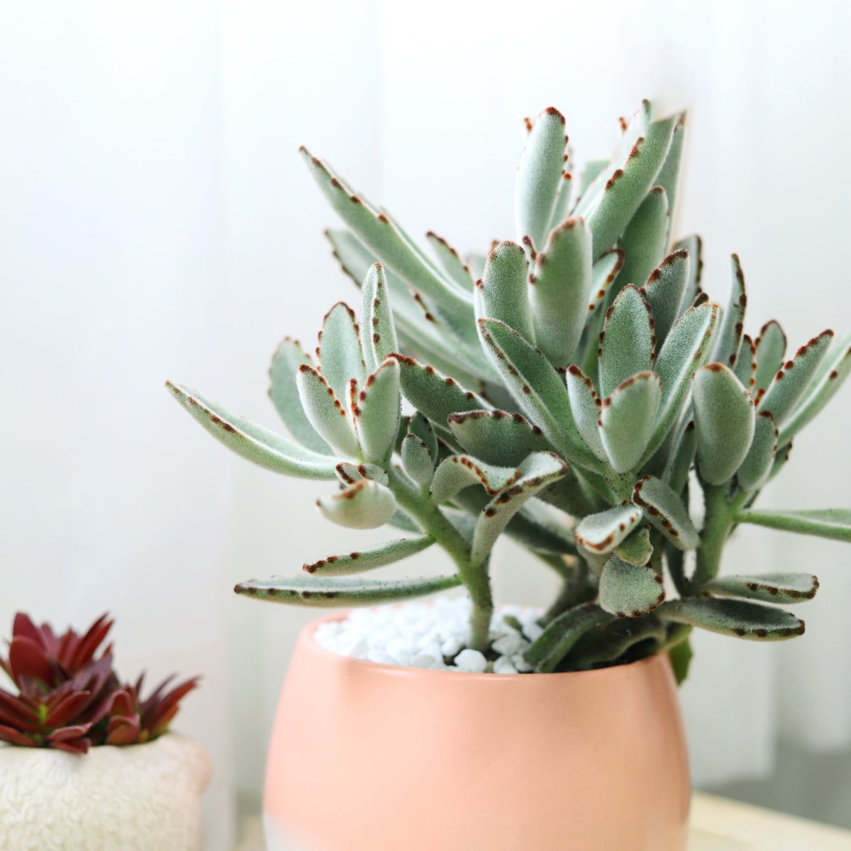 Panda Plant